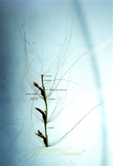  Pairs of Spikelets 
